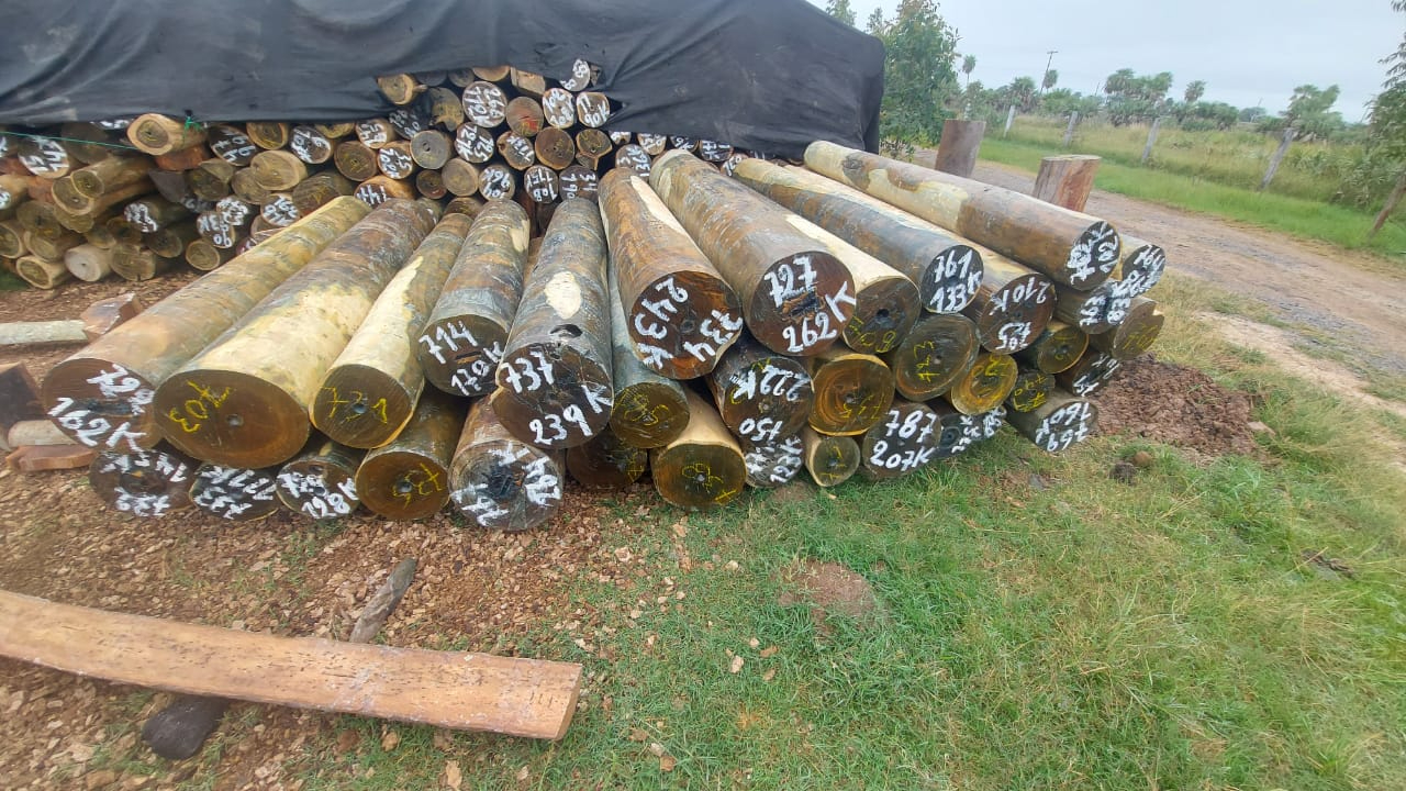 Madera exportación 4