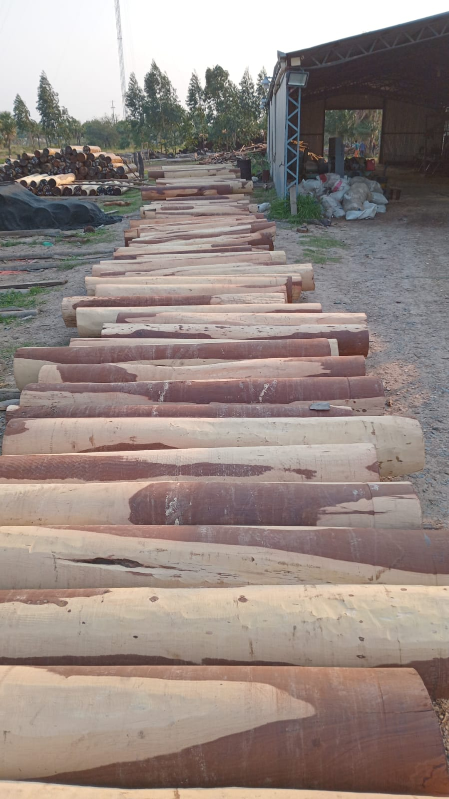 Madera exportación 5